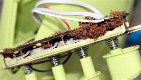 how to keep ants out of electrical box|can ants eat through electrical outlets.